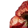 Стикер 33 Red Flowers