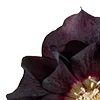 Стикер 17 Red Flowers
