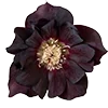 Стикер 40 Red Flowers