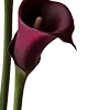 Стикер 12 Red Flowers