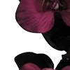 Стикер 21 Red Flowers