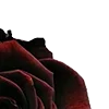 Стикер 8 Red Flowers