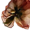 Стикер 49 Red Flowers