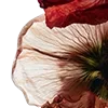 Стикер 41 Red Flowers