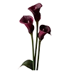 Стикер 57 Red Flowers
