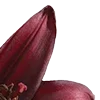 Стикер 52 Red Flowers