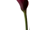 Стикер 11 Red Flowers