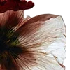 Стикер 42 Red Flowers