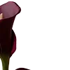 Стикер 4 Red Flowers
