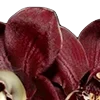Стикер 38 Red Flowers