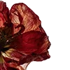Стикер 34 Red Flowers