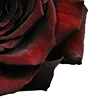 Стикер 16 Red Flowers
