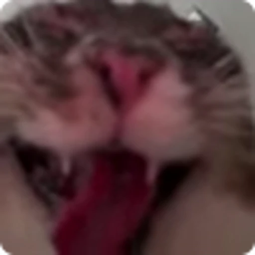 👹 Эмодзи «Ригби Кот» для Telegram
