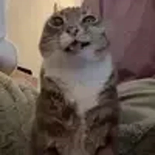 🤪 Эмодзи «Ригби Кот» для Telegram