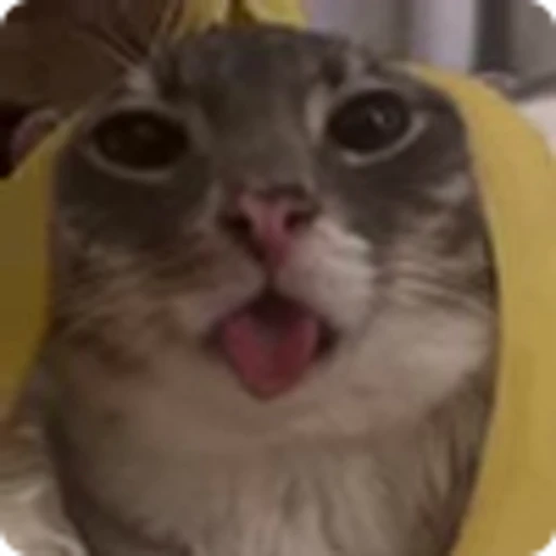 🍌 Эмодзи «Ригби Кот» для Telegram