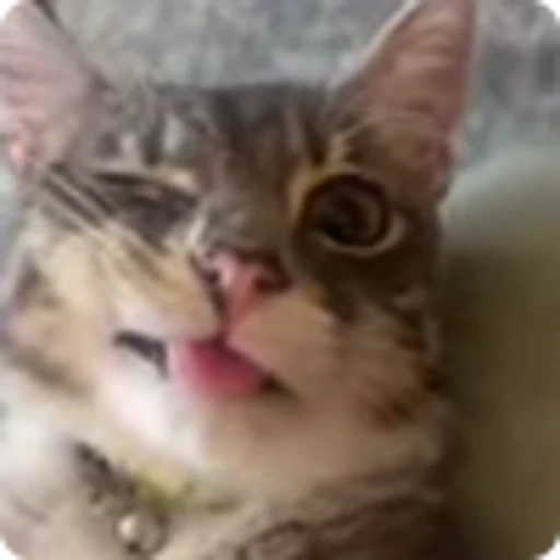 🫦 Эмодзи «Ригби Кот» для Telegram