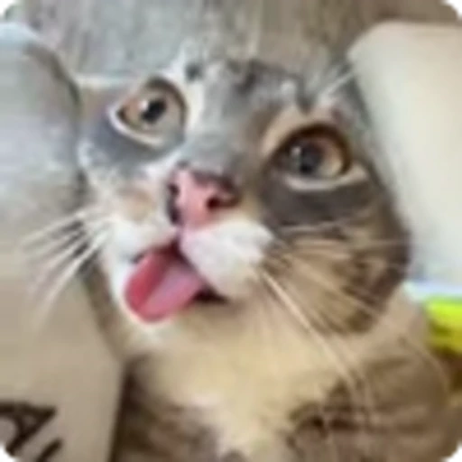 😯 Эмодзи «Ригби Кот» для Telegram