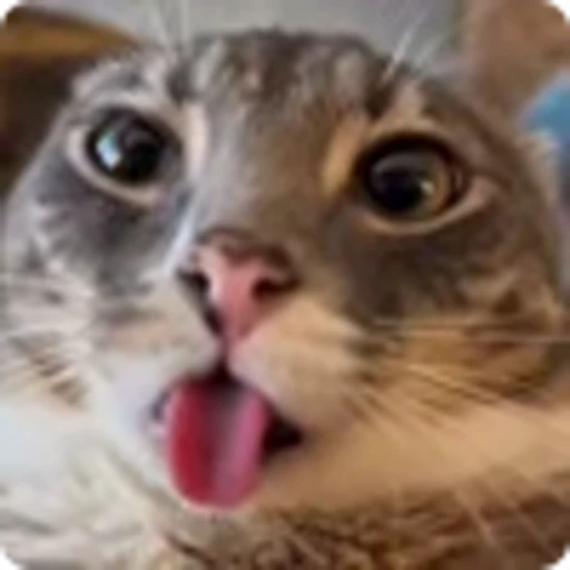 👅 Эмодзи «Ригби Кот» для Telegram