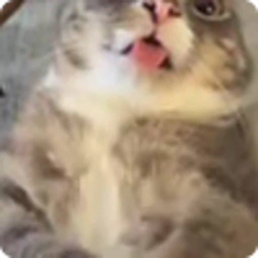 😜 Эмодзи «Ригби Кот» для Telegram
