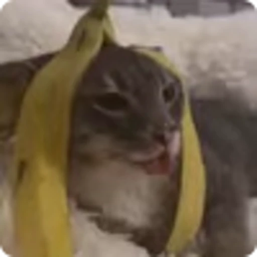 🍌 Эмодзи «Ригби Кот» для Telegram