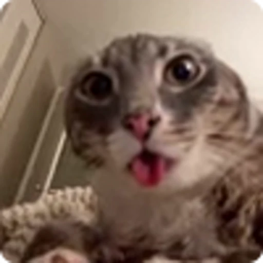 🤯 Эмодзи «Ригби Кот» для Telegram