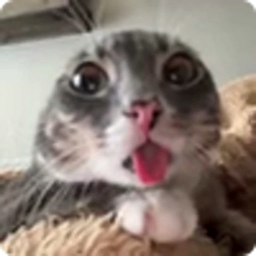 👽 Эмодзи «Ригби Кот» для Telegram