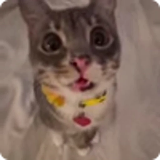 🍎 Эмодзи «Ригби Кот» для Telegram