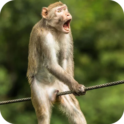 🐦 Стикер «1M RAKIBUL» для Telegram