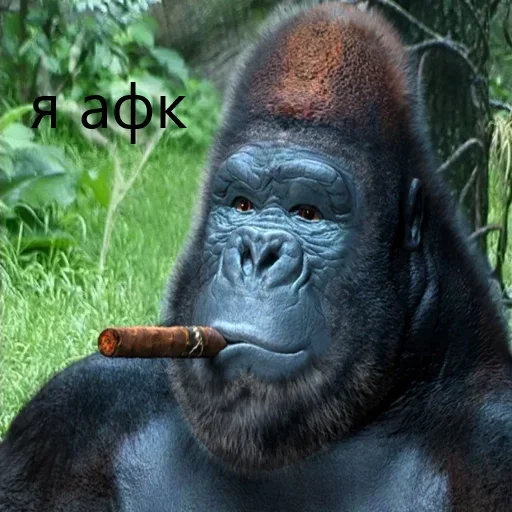 🦍 Стикер «M1zex Stickers Rofls» для Telegram