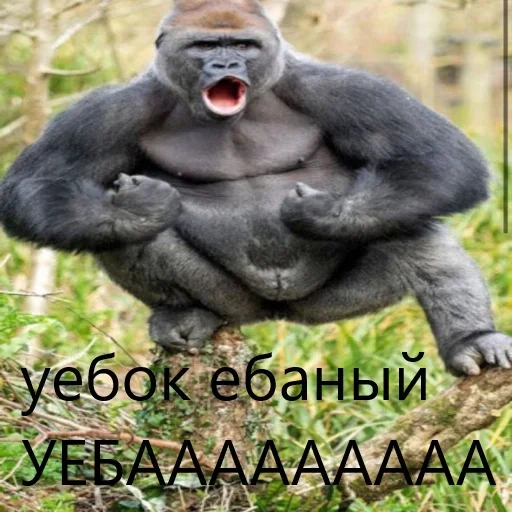 🦍 Стикер «M1zex Stickers Rofls» для Telegram