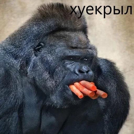 🦍 Стикер «M1zex Stickers Rofls» для Telegram