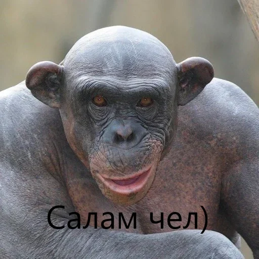 🦍 Стикер «M1zex Stickers Rofls» для Telegram