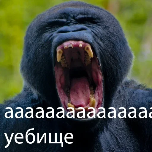 🦍 Стикер «M1zex Stickers Rofls» для Telegram