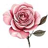 🌹 Эмодзи «Розовый сад - серые буквы и розовые цифры» для Telegram
