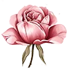 🌹 Эмодзи «Розовый сад - серые буквы и розовые цифры» для Telegram