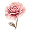 🌹 Эмодзи «Розовый сад - серые буквы и розовые цифры» для Telegram