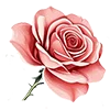 🌷 Эмодзи «Розовый сад - серые буквы и розовые цифры» для Telegram