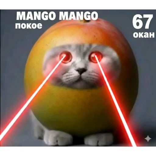 🐱 Стикер «Круглые коты» для Telegram