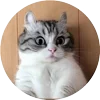 Стикер 21 Кругляши Комару Кот