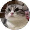 Стикер 7 Кругляши Комару Кот