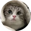 Стикер 41 Кругляши Комару Кот