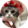 Стикер 12 Кругляши Комару Кот