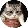 Стикер 45 Кругляши Комару Кот