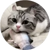 Стикер 49 Кругляши Комару Кот