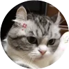Стикер 23 Кругляши Комару Кот