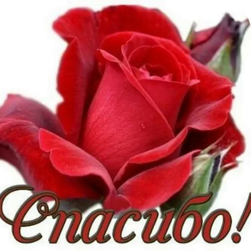 🌸 Стикер «SONRISA» для Telegram