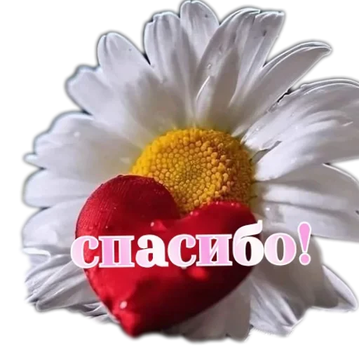 🌸 Стикер «SONRISA» для Telegram