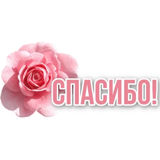 🙏 Стикер «SONRISA» для Telegram