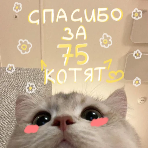 🐱 Стикер «My kittens» для Telegram
