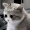 Стикер 60 Сарка Тгк